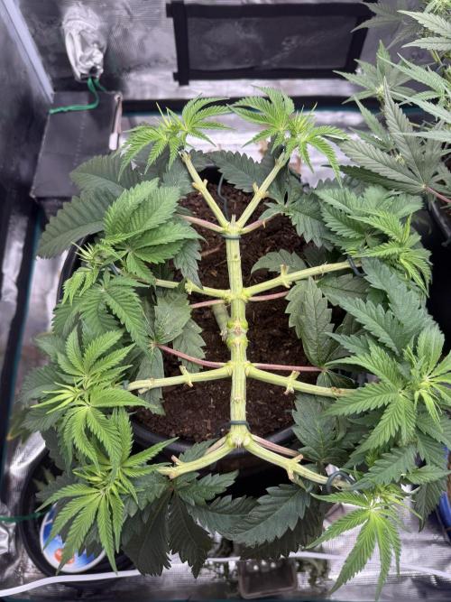 G3.2.26 - TerpyZ Fruit Trees. Week 6 - 29.07