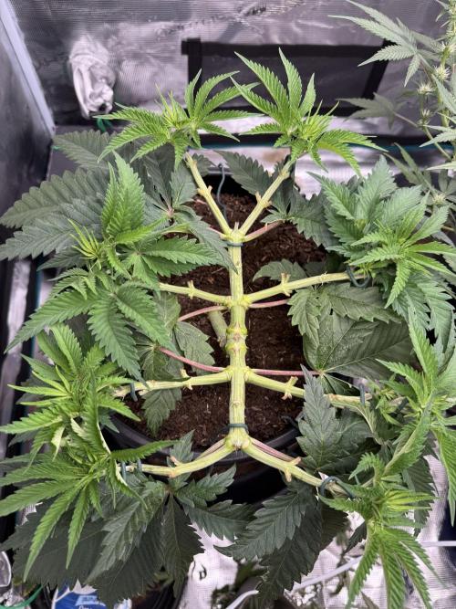 G3.2.26 - TerpyZ Fruit Trees. Week 6 - 30.07