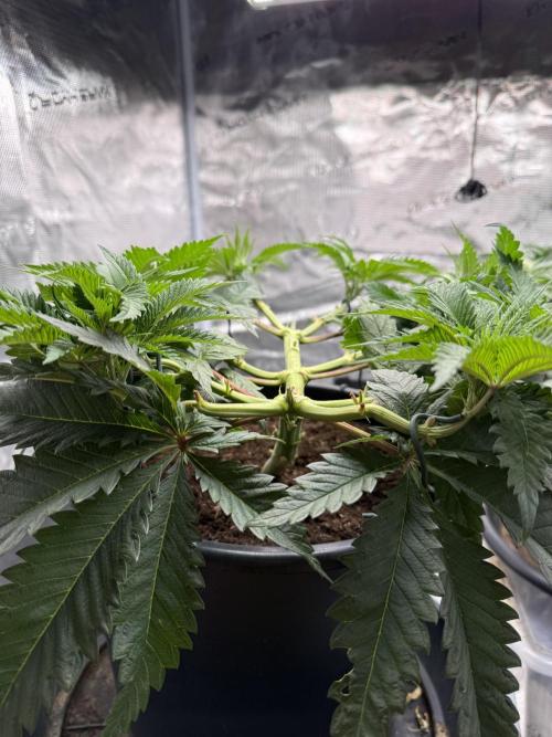 G3.2.26 - TerpyZ Fruit Trees. Week 6 - 31.07 flat! (ish)