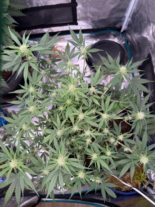G4.2.26 - GHSC Skywalker. Week 7 - 01.08