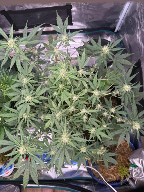 G4.2.26 - GHSC Skywalker. Week 7 - 02.08