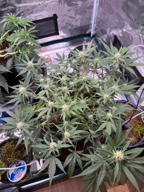 G4.2.26 - GHSC Skywalker. Week 7 - 03.08