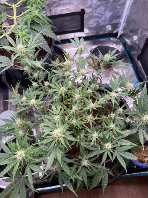 G4.2.26 - GHSC Skywalker. Week 7 - 04.08