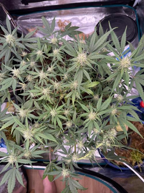 G4.2.26 - GHSC Skywalker. Week 7 - 06.08