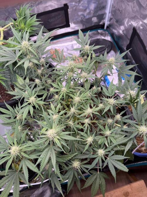 G4.2.26 - GHSC Skywalker. Week 7 - 05.08