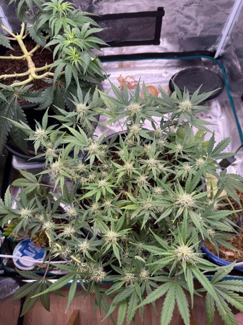 G4.2.26 - GHSC Skywalker. Week 7 - 07.08 Top view