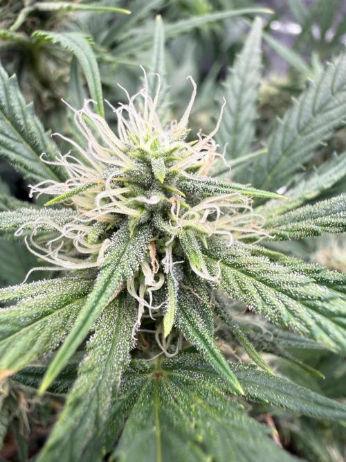 G4.2.26 - GHSC Skywalker. Week 7 - 07.08 Flower close up
