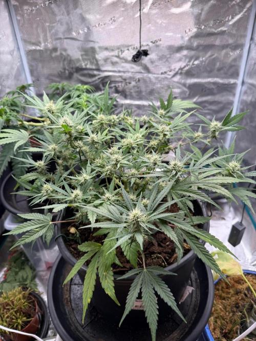 G4.2.26 - GHSC Skywalker. Week 7 - 07.08 Side view