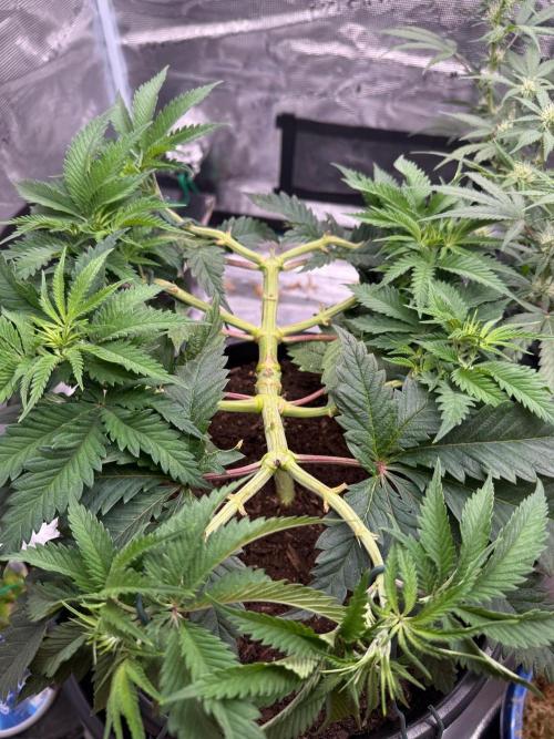 G3.2.26 - TerpyZ Fruit Trees. Week 7 - 01.08
