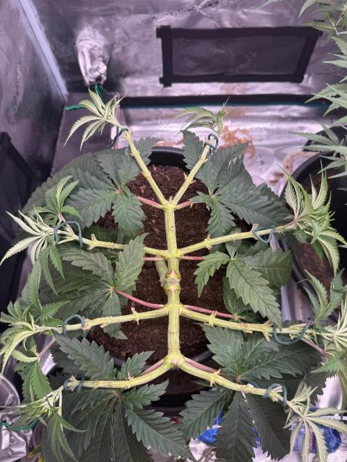 G3.2.26 - TerpyZ Fruit Trees. Week 7 - 02.08