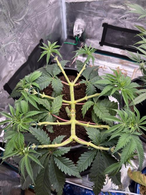 G3.2.26 - TerpyZ Fruit Trees. Week 7 - 03.08