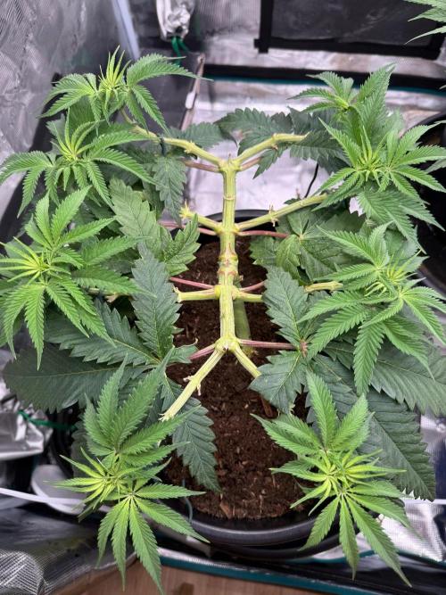 G3.2.26 - TerpyZ Fruit Trees. Week 7 - 04.08