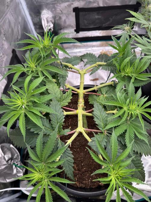 G3.2.26 - TerpyZ Fruit Trees. Week 7 - 05.08