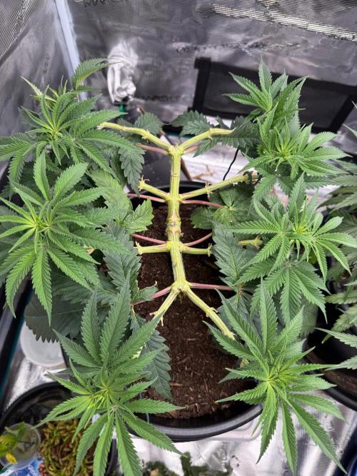 G3.2.26 - TerpyZ Fruit Trees. Week 7 - 06.08