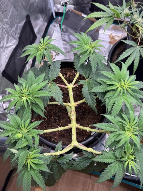 G3.2.26 - TerpyZ Fruit Trees. Week 7 - 07.08