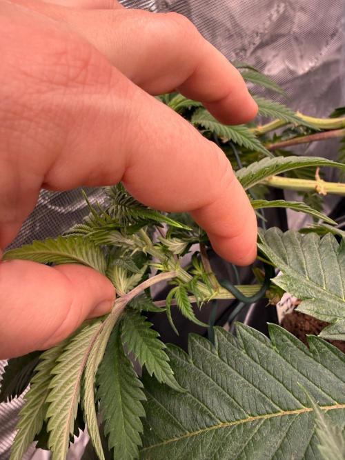 G3.2.26 - TerpyZ Fruit Trees. Week 7 - 07.08 Nodes 4-8