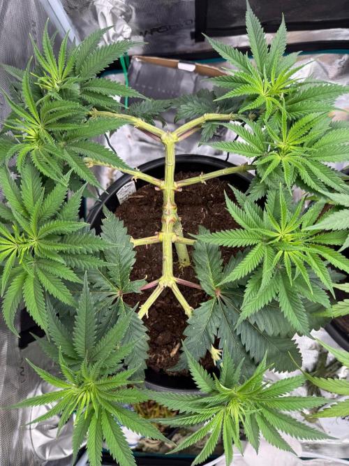 G3.2.26 - TerpyZ Fruit Trees. Week 8 - 08.08