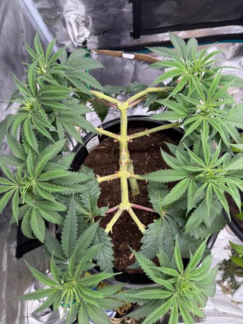 G3.2.26 - TerpyZ Fruit Trees. Week 8 - 10.08 Top view at flip to 12/12