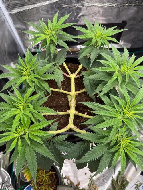 G3.2.26 - TerpyZ Fruit Trees. Week 8 - 11.08