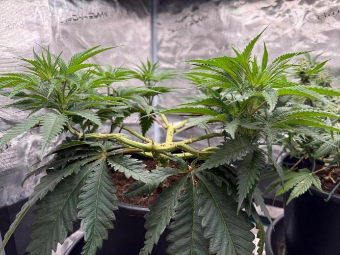 G3.2.26 - TerpyZ Fruit Trees. Week 8 - 14.08 side view 5 days into 12/12