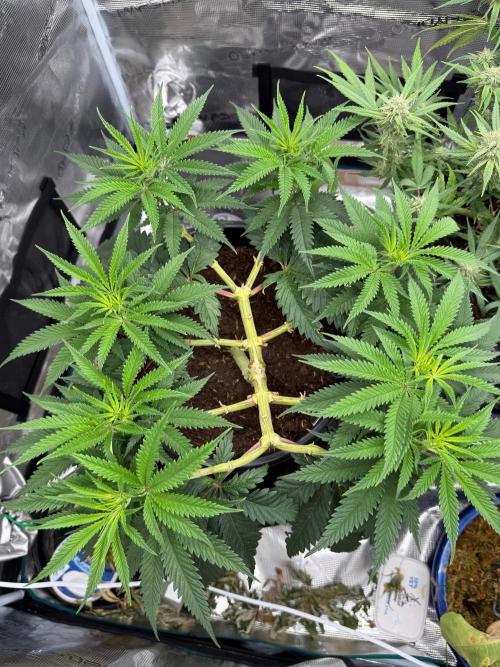 G3.2.26 - TerpyZ Fruit Trees. Week 8 - 14.08 top view 5 days into 12/12