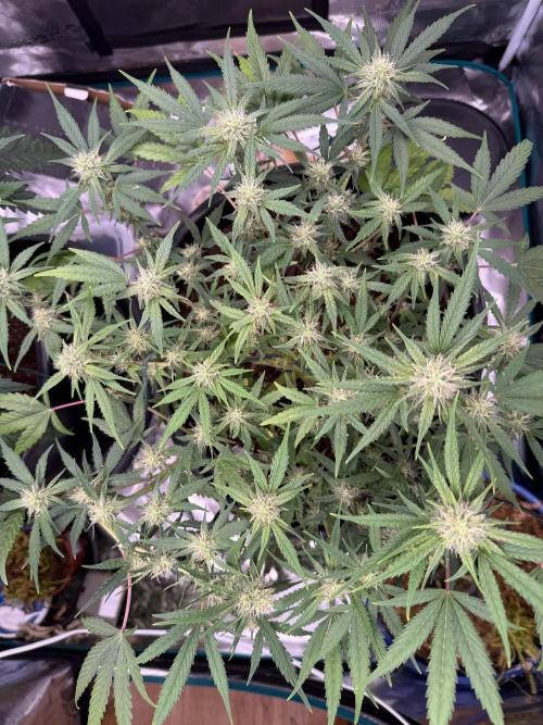 G4.2.26 - GHSC Skywalker. Week 8 - 08.08