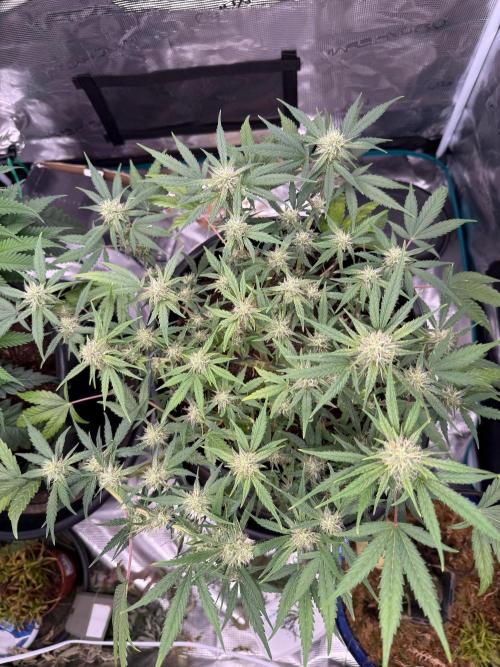 G4.2.26 - GHSC Skywalker. Week 8 - 09.08
