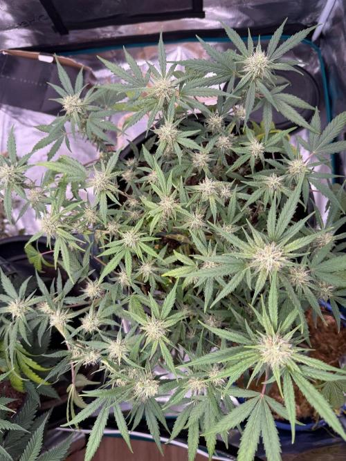G4.2.26 - GHSC Skywalker. Week 8 - 10.08