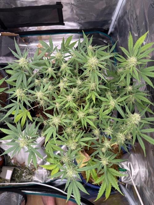 G4.2.26 - GHSC Skywalker. Week 8 - 11.08