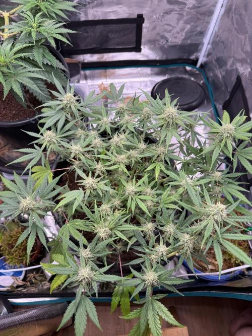 G4.2.26 - GHSC Skywalker. Week 8 - 12.08