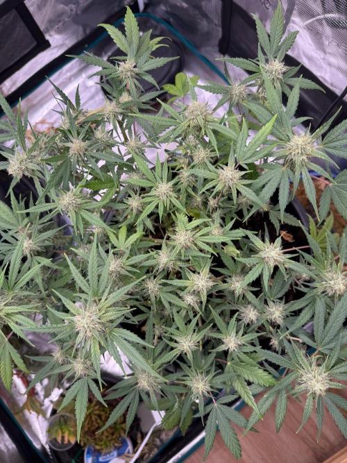 G4.2.26 - GHSC Skywalker. Week 8 - 13.08