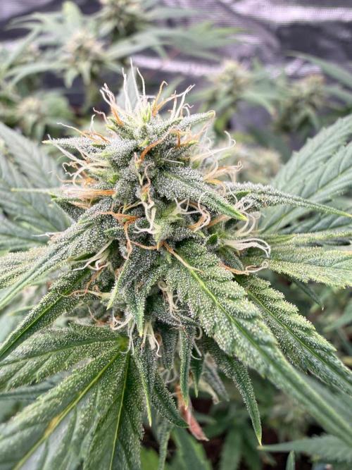 G4.2.26 - GHSC Skywalker. Week 8 - 14.08 Flower