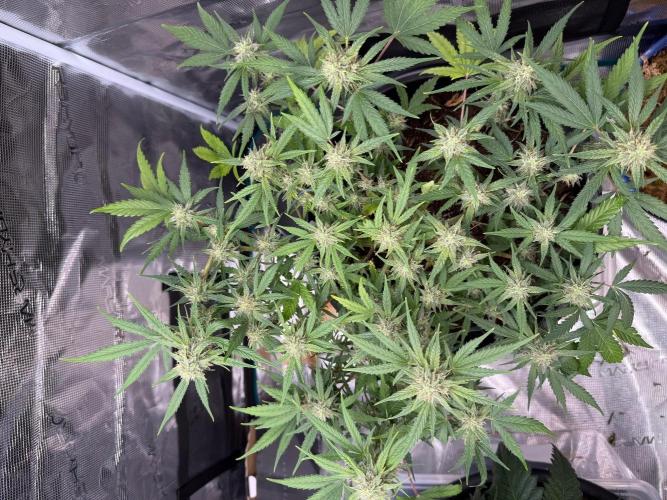 G4.2.26 - GHSC Skywalker. Week 8 - 14.08