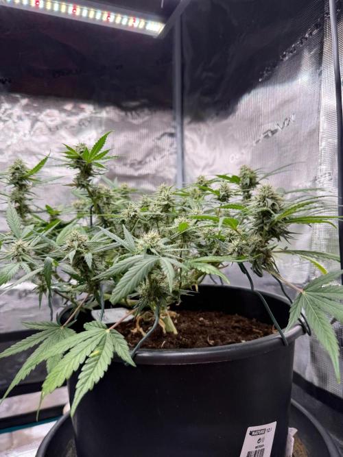 GT 100x100x180. Week 8