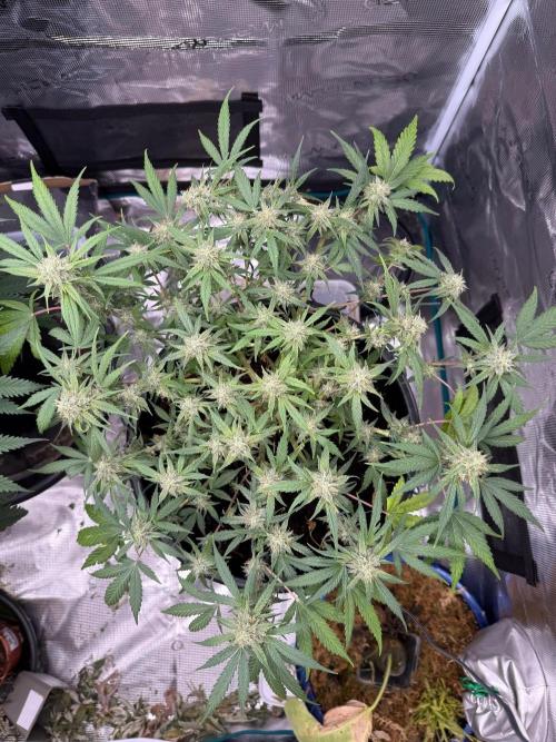 G4.2.26 - GHSC Skywalker. Week 9 - 15.08
