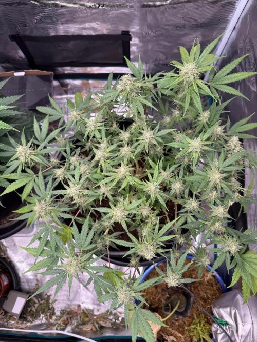 G4.2.26 - GHSC Skywalker. Week 9 - 16.08