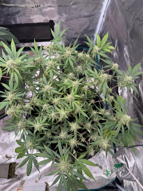 G4.2.26 - GHSC Skywalker. Week 9 - 17.08