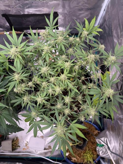G4.2.26 - GHSC Skywalker. Week 9 - 18.08