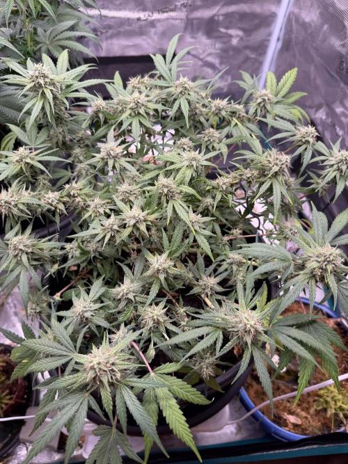 G4.2.26 - GHSC Skywalker. Week 9 - 19.08