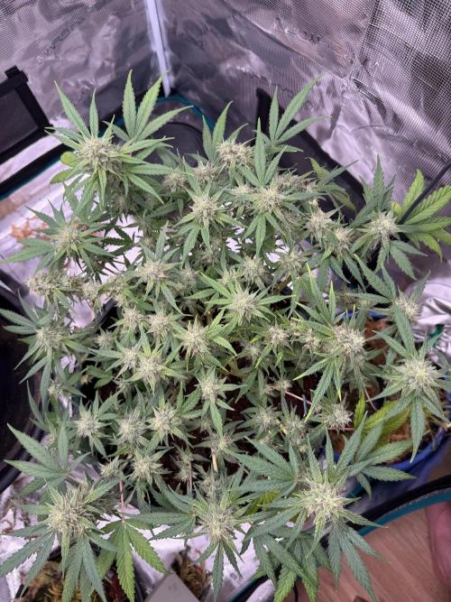 G4.2.26 - GHSC Skywalker. Week 9 - 20.08