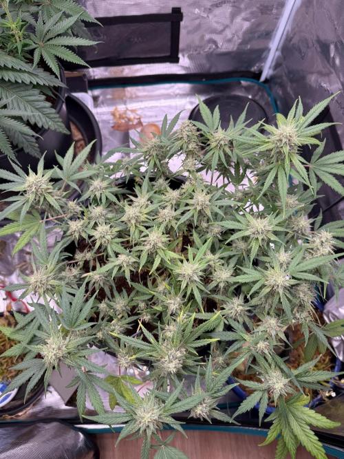 G4.2.26 - GHSC Skywalker. Week 9 - 21.08