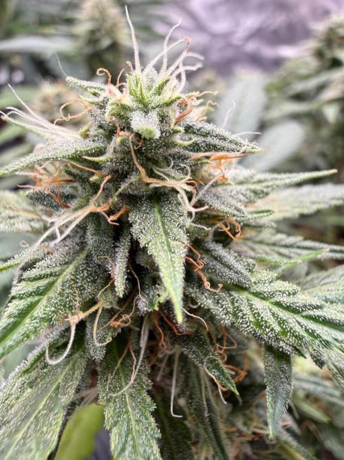 G4.2.26 - GHSC Skywalker. Week 9 - 21.08 Flower closeup