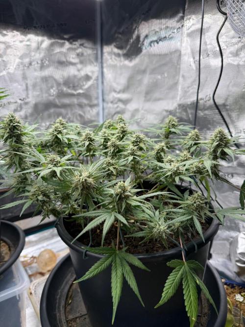 G4.2.26 - GHSC Skywalker. Week 9 - 21.08 side view