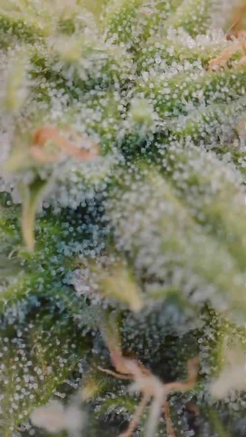 G4.2.26 - GHSC Skywalker. Week 9 - 20.08 cheeky trichome shot