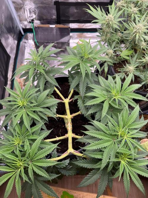 G3.2.26 - TerpyZ Fruit Trees. Week 9 - 15.08