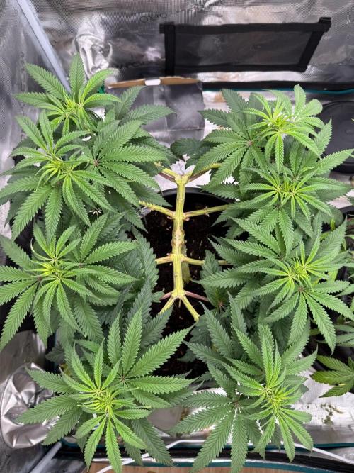 G3.2.26 - TerpyZ Fruit Trees. Week 9 - 17.08