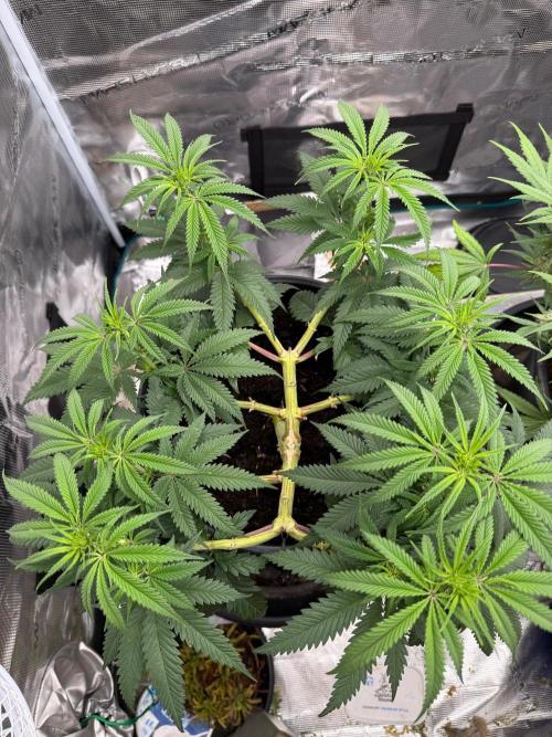 G3.2.26 - TerpyZ Fruit Trees. Week 9 - 19.08