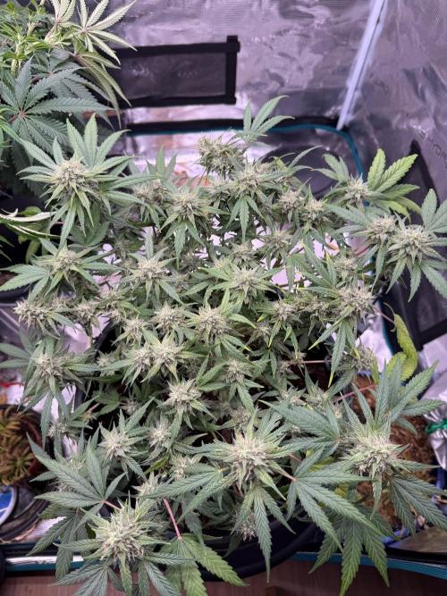 G4.2.26 - GHSC Skywalker. Week 10 - 23.08