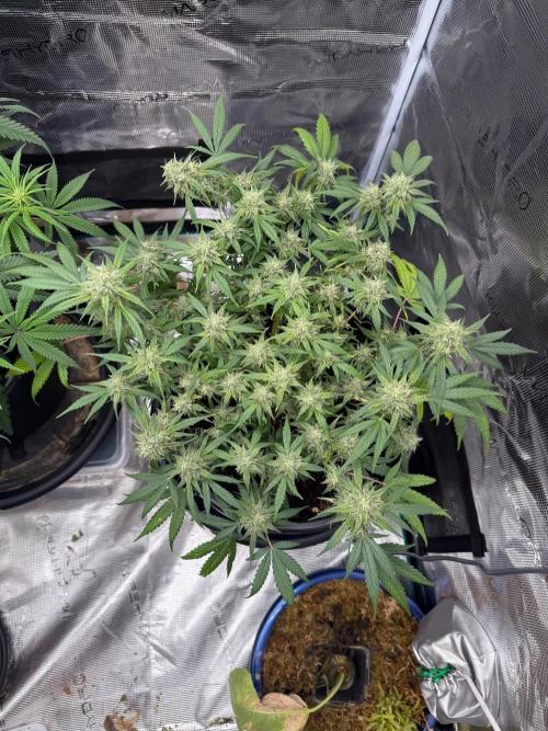 G4.2.26 - GHSC Skywalker. Week 10 - 24.08