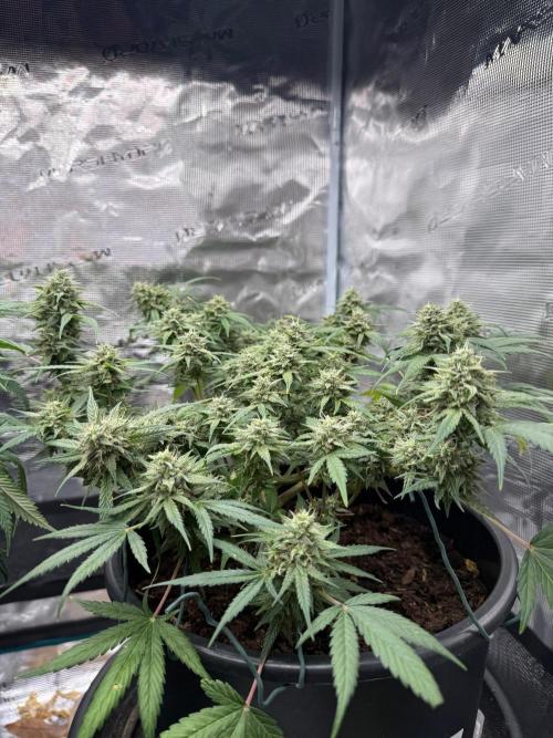 G4.2.26 - GHSC Skywalker. Week 10 - 25.08